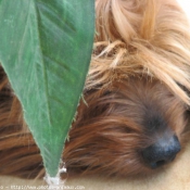 Photo de Yorkshire terrier