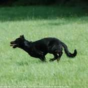 Photo de Berger de beauce