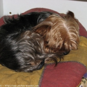 Photo de Yorkshire terrier