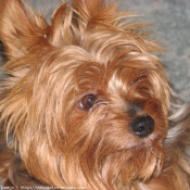 Photo de Yorkshire terrier