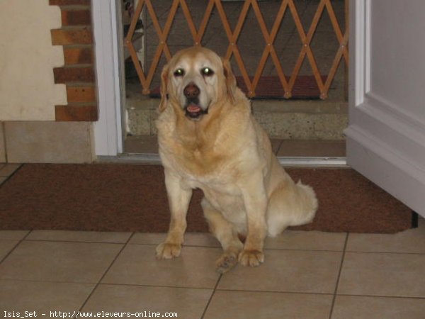 Photo de Labrador retriever