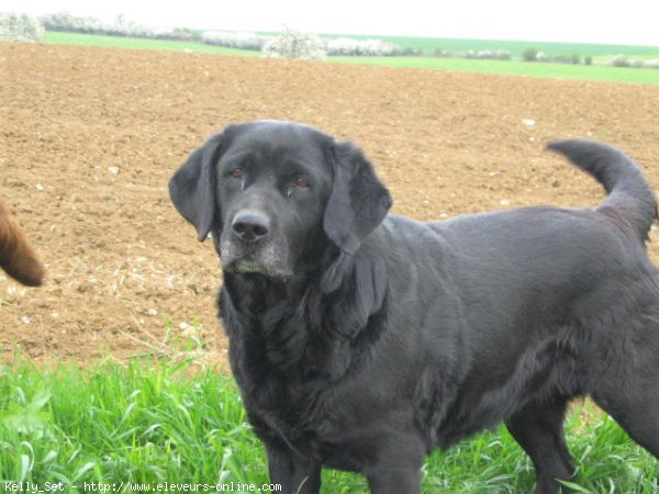 Photo de Labrador retriever