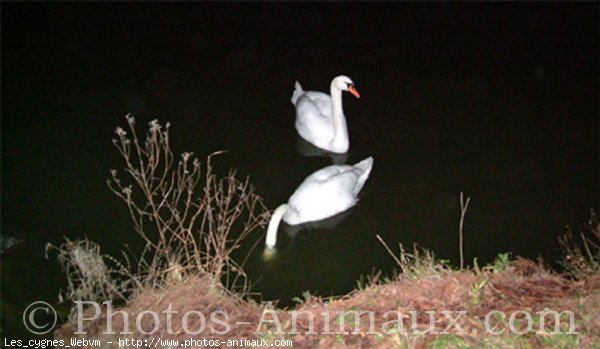 Photo de Cygne