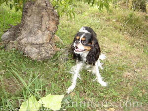 Photo de Cavalier king charles spaniel