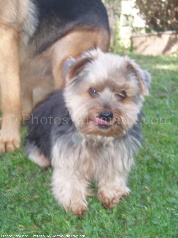 Photo de Yorkshire terrier