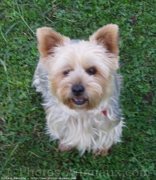 Photo de Yorkshire terrier