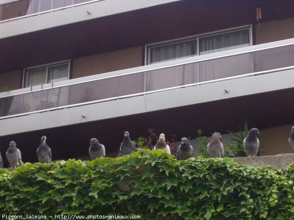 Photo de Pigeon