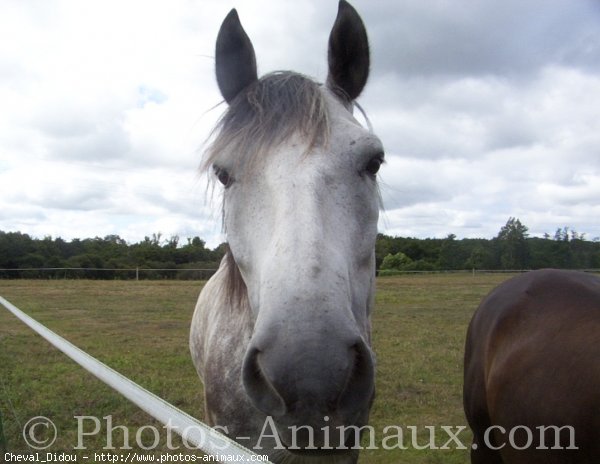 Photo de Poney franais de selle