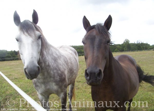 Photo de Races diffrentes