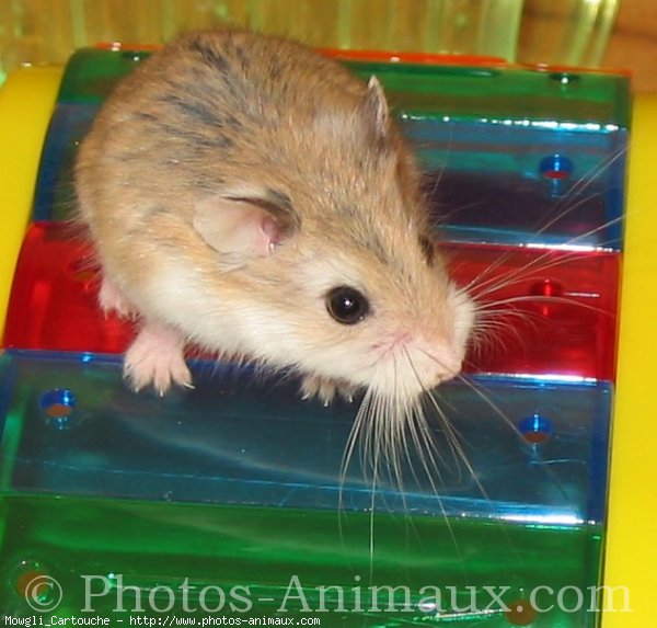 Photo de Hamster