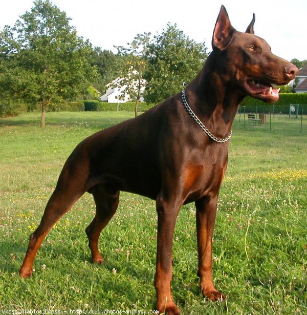 Photo de Dobermann