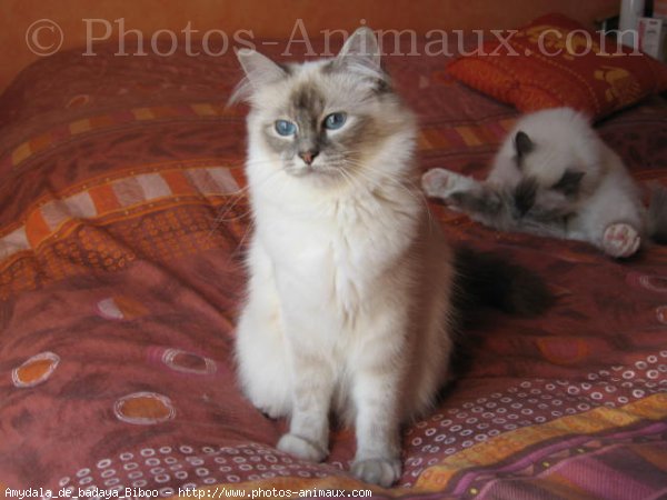 Photo de Sacr de birmanie