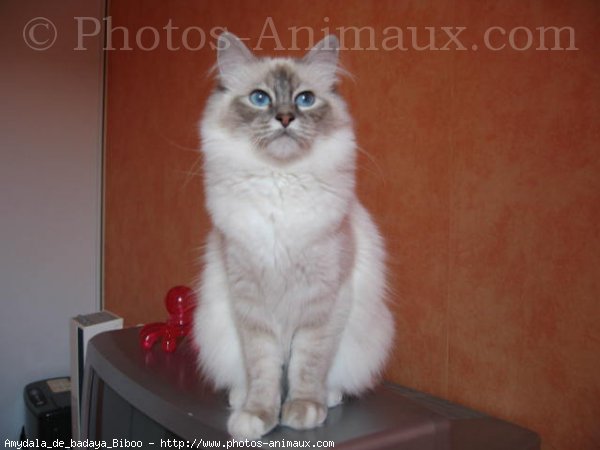 Photo de Sacr de birmanie