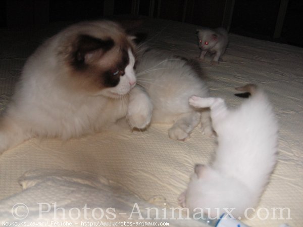 Photo de Ragdoll