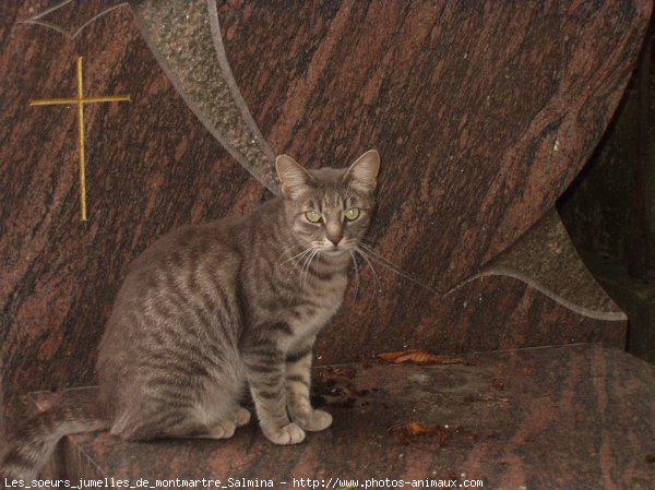 Photo de Chat domestique