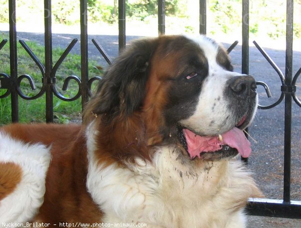 Photo de Saint-bernard poil long