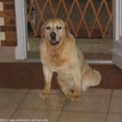 Photo de Labrador retriever