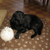 Photo de Labrador retriever