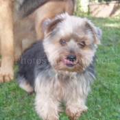 Photo de Yorkshire terrier