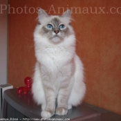 Photo de Sacr de birmanie