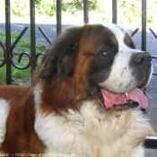 Photo de Saint-bernard poil long