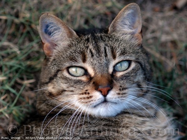 Photo de Chat domestique