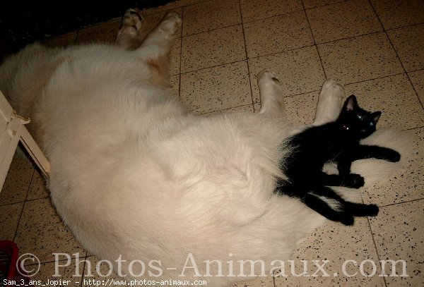 Photo de Berger blanc suisse