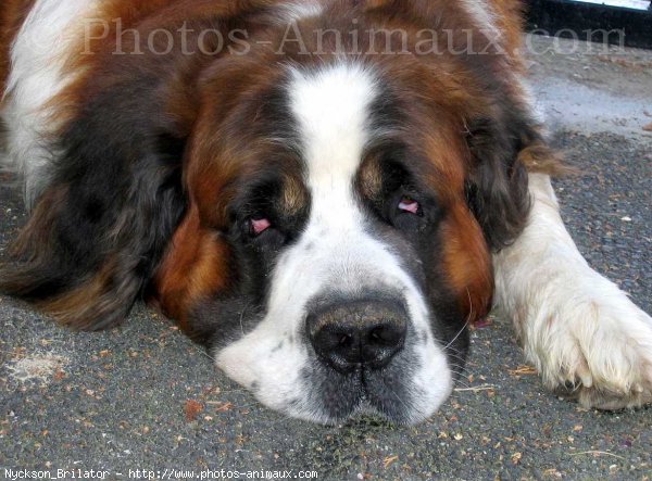 Photo de Saint-bernard poil long