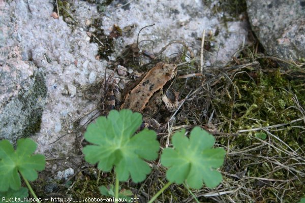 Photo de Crapaud