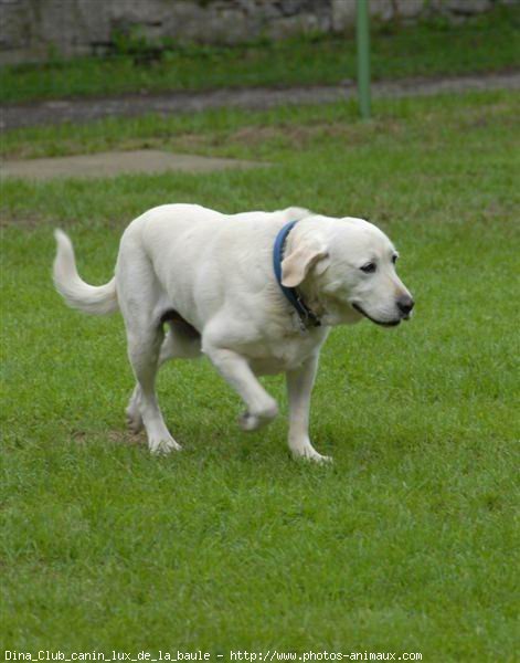 Photo de Labrador retriever