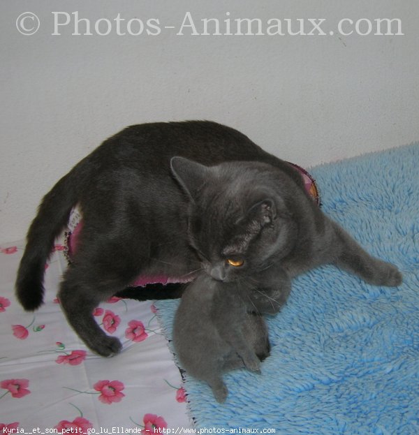 Photo de Chartreux