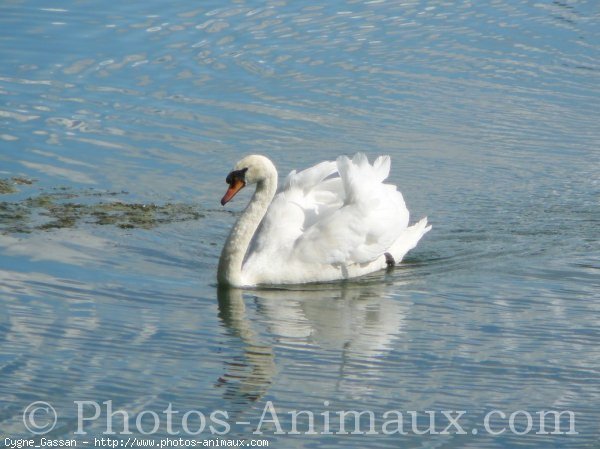 Photo de Cygne