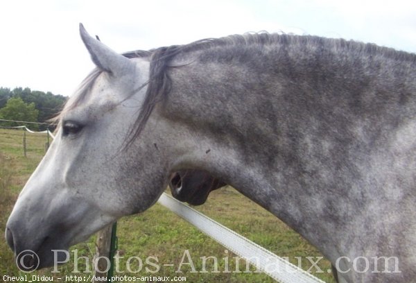 Photo de Poney franais de selle