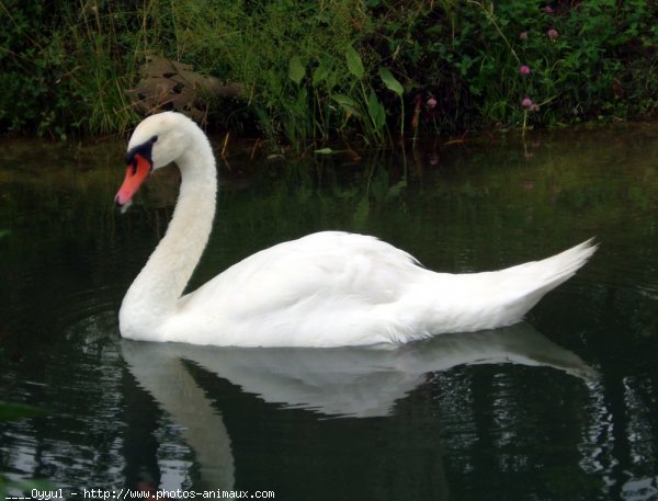 Photo de Cygne