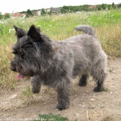 Photo de Cairn terrier