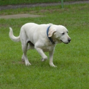 Photo de Labrador retriever