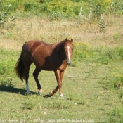 Photo de Quarter horse