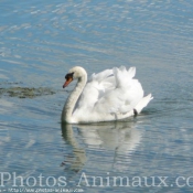 Photo de Cygne