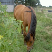 Photo de Poney franais de selle