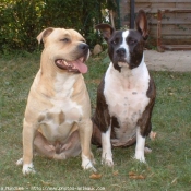 Photo d'American staffordshire terrier