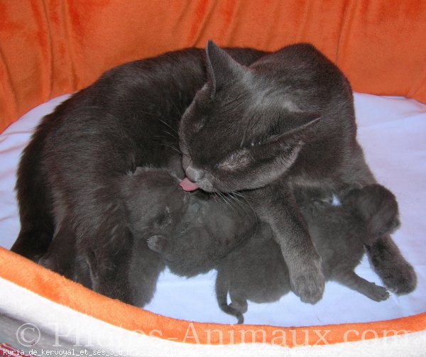 Photo de Chartreux