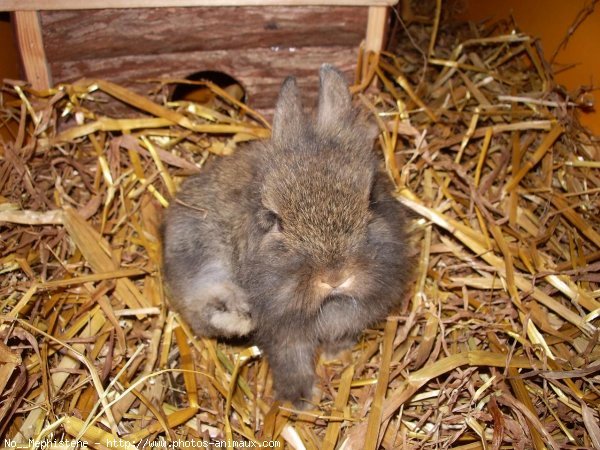 Photo de Lapin