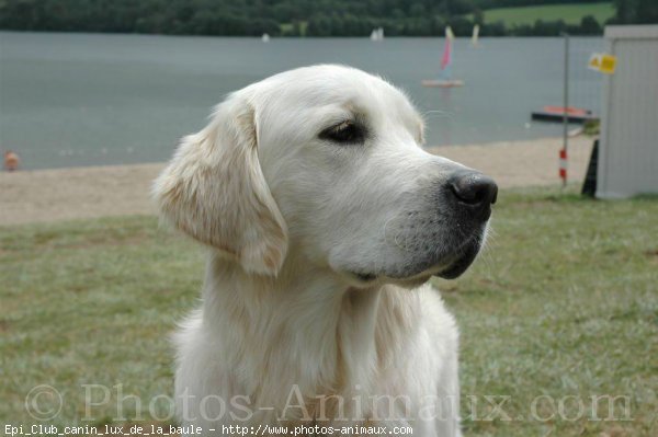 Photo de Golden retriever