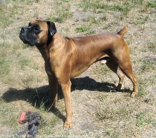 Photo de Boxer