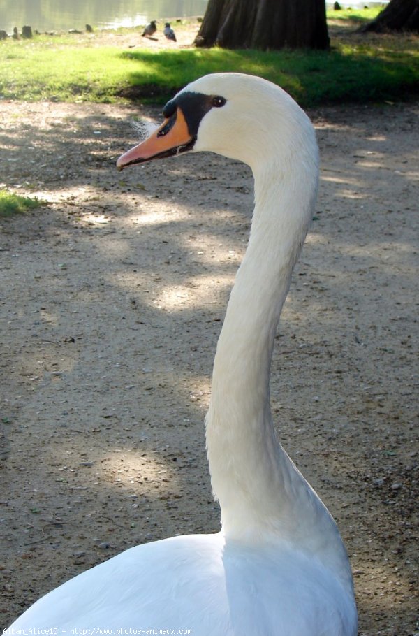 Photo de Cygne