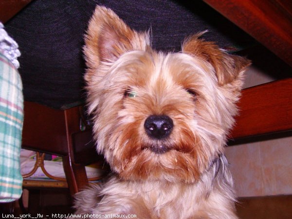 Photo de Yorkshire terrier