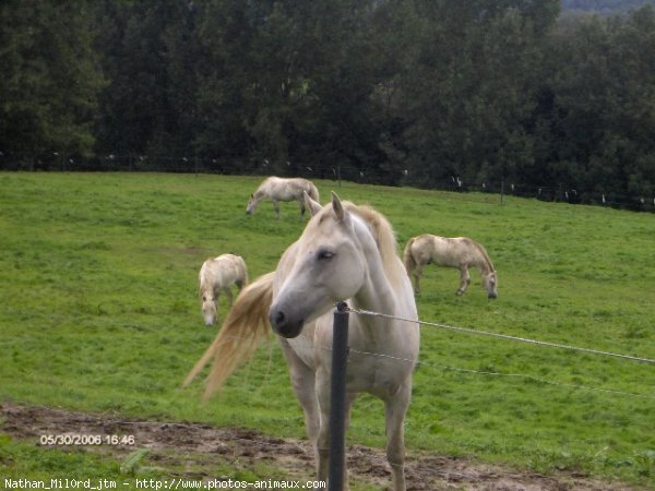 Photo de Camargue