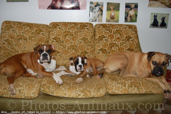 Photo de Boxer