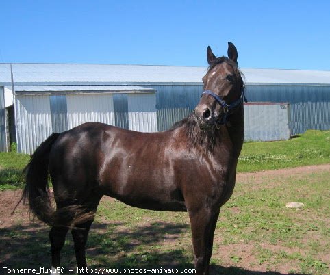 Photo d'Appaloosa