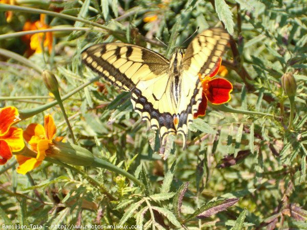 Photo de Papillon